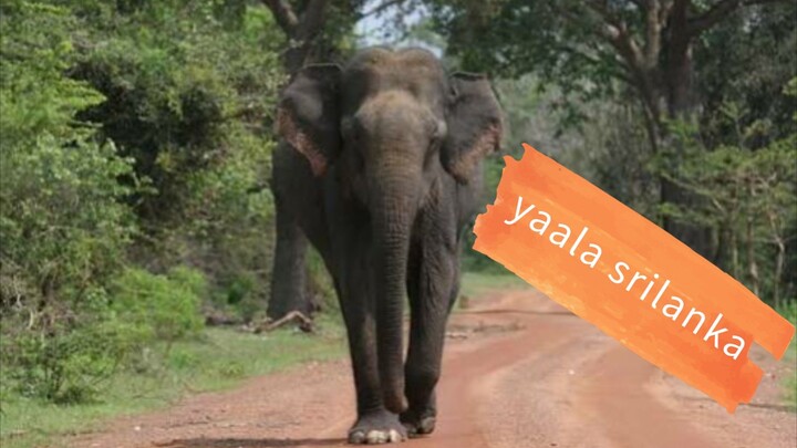 Yaala srilanka