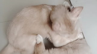 My cat always fighting