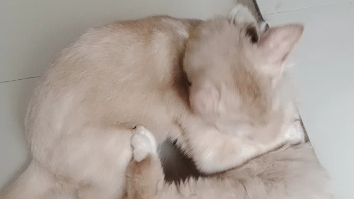My cat always fighting