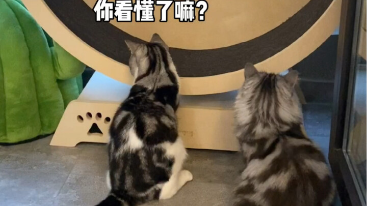 This is the story of a 2-month-old kitten who utterly outsmarts two middle-aged cats.