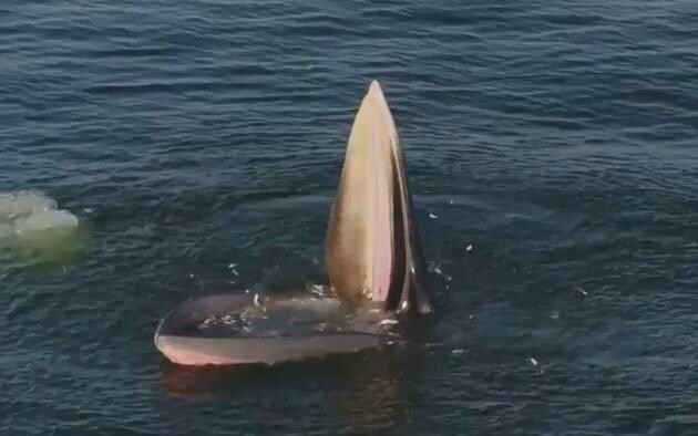 วาฬอีเดน กับดักหากินในอ่าวไทย