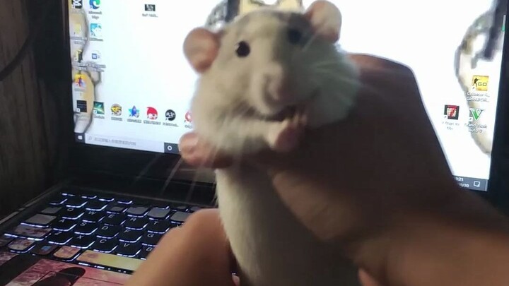 ให้หนูมาเต้นให้ทุกคนดูกันสักหน่อย
