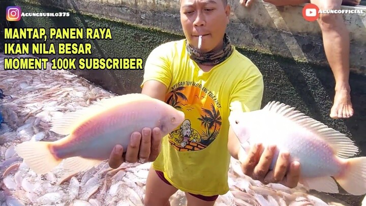 MANTAP, PANEN RAYA IKAN NILA BESAR PAS MOMENT 100K SUBSCRIBER
