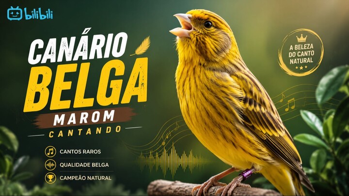 Canario Belga Cantando