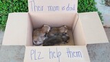 Rescues Three Abandoned Kittens in the Park