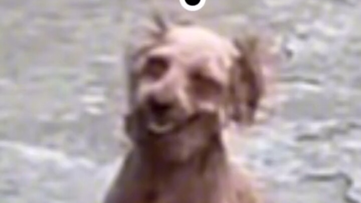 التيدي الصغير الشرير الخاص بـ"مو مو جيه"، فقط انظر ما إذا كنت سأعضه أم لا، وانتهى الأمر!