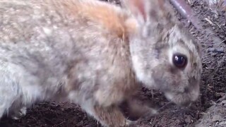 [Động vật]Thỏ mẹ vùi thỏ con xuống dưới đất