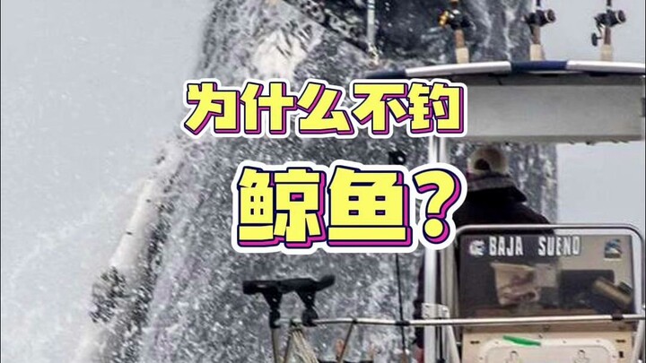 Why don’t we fish for whales?