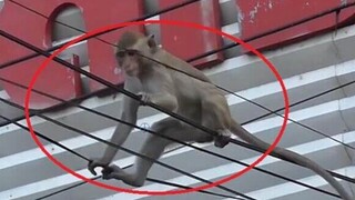 猴子爬上高压线，一阵噼里啪啦的响声过后，毛猴瞬间变成“火猴”！
