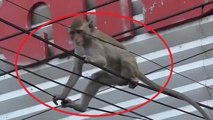 [คลิปสัตว์]จู่ๆ เสียงแปล๊บๆ ก็ทำให้ลิงกลายเป็นลิงอัคคี