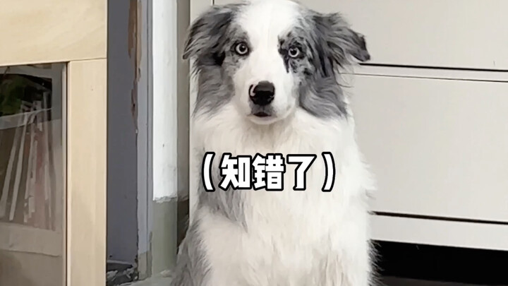 My border collie has really grown up!
