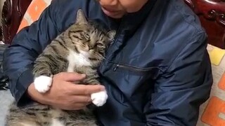 The beloved kitty always wears an arrogant and coy expression.