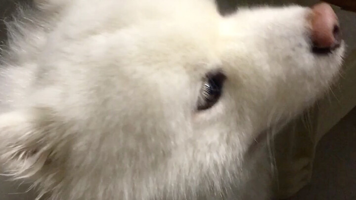 Bàn ăn dùng lâu rồi, dưới đáy thực sự có thể mọc ra chó đó!