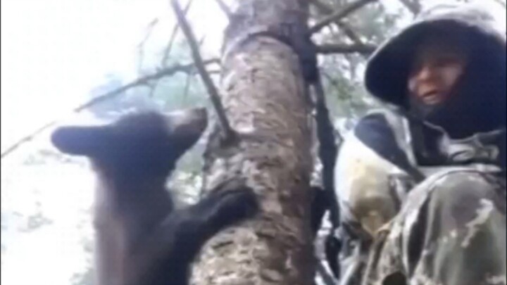 Shocking: A little black bear is chased by a big bear (and frantically climbs the tree where Hunter 