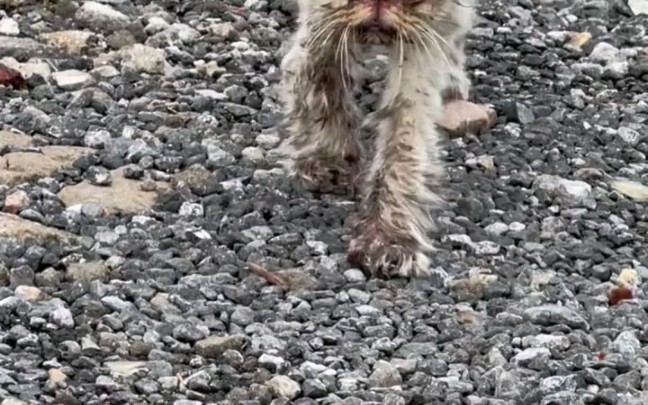 Picked up a little kitten by the roadside—let me work my magic for you in just two months!