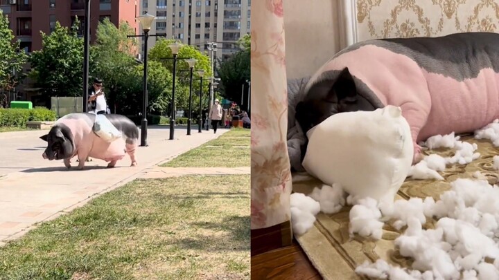 Si babi imut bantu tuannya belanja sayur, tingkat ketenaran melonjak! Netizen terpana: Bawa sayur pe