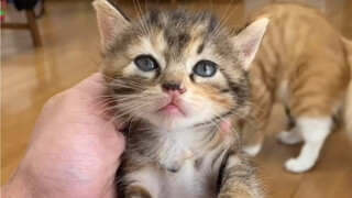 垃圾桶边捡到的小奶猫让小300奶了，根据家族取名传统，排行老六，就叫306垃圾桶了