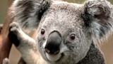 Koala nice
