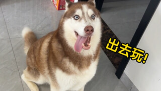 What are the reactions of different dogs when they hear "go out and play"?