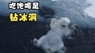 一只吃饱喝足的北极熊在做什么