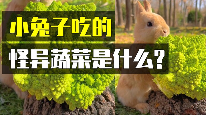 这种蔬菜应该很会做数学题吧