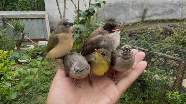 A flock of little birds flew over and perched all over my hand.