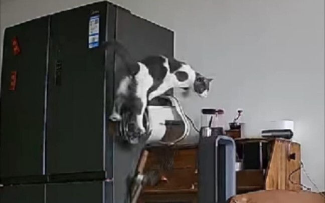 A Guide to Discouraging Cat Ownership