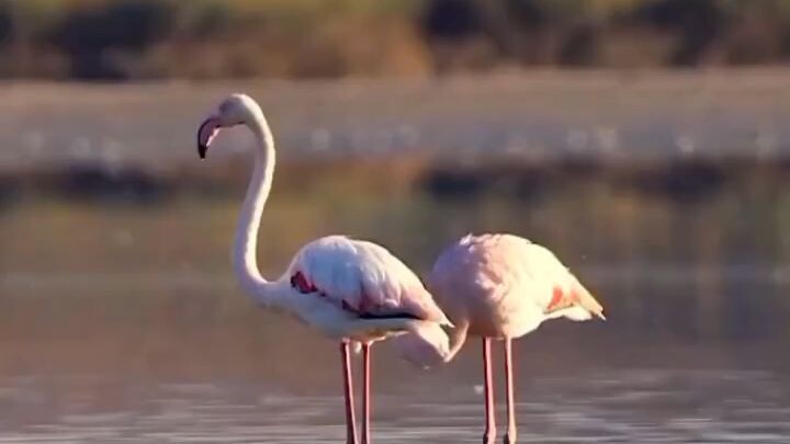 🦩 FLAMINGO GLIDE ✨