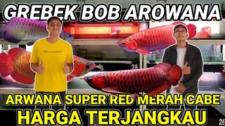 GREBEK BOB AROWANA FARM || GILAAA ARWANA SUPER RED NYA JUMBO PLUS PEDES-PEDES GUYS...