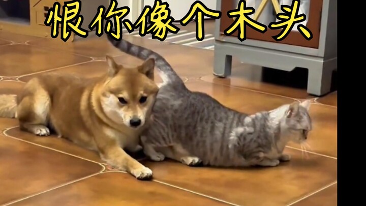 หมา: น้องสาว มันน่าอึดอัดมากเลย ฉันขี้อายสุดๆ ทำอะไรไม่ได้เลยว่ะ