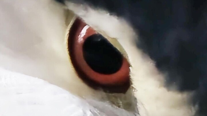 A Lover's Eyes