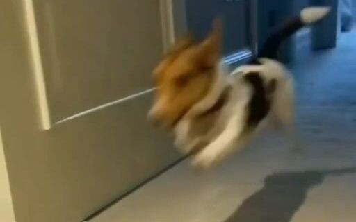 Big Dog: I've lived with it for several years, but even now I still don't know what it looks like. I