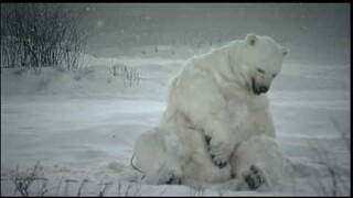 Halls Lite - Polarbear