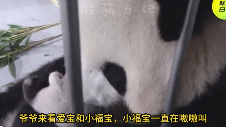 للمرة الأولى كأم، حملت آيباو فوباو بالمقلوب، فسارع الجد بتنبيهها، فتنهدت آيباو بعمق.