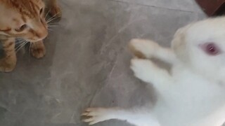 من المفترض أن الأرنب سيكون بخير