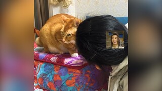 Khi bạn nuôi mèo nhưng không thể sờ nó | MYPET