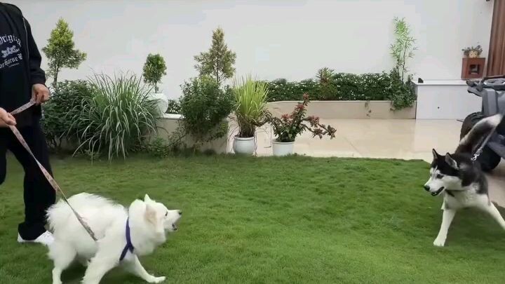 ATV palat gayi Bach gaye