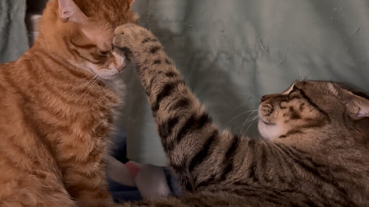 Kucingmu sedang menunjuk kucingmu