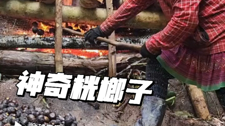 桄榔子为何要经受火的洗礼？焦黑外表下藏着的美味甜点！