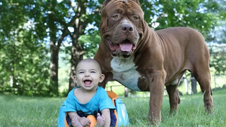 วิดีโอ Pitbull และ Baby ตลก ๆ รวบรวมการเล่นตลกของ Babies and Dogs