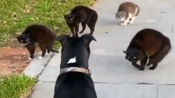 It’s just a little kitten—can it really beat you up?!