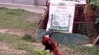 imported line breed 5k x possum sweater