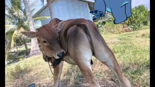 สตีชแอ้นสกัด