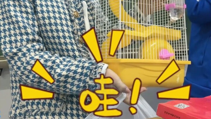 985||Phiếu ưu đãi thứ mười bốn -- Nuôi một chú chuột hamster, đã đổi xong