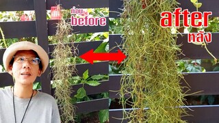 ชุบชีวิตเคราฤาษี ด้วยงบ0บาท จากแห้งเหี่ยวตายกลับมาเขียวสวย [ Spanish moss ]