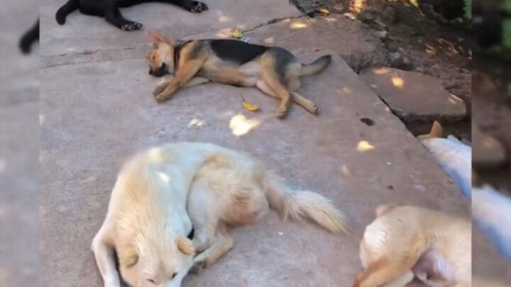 The Silly Dog’s Daily Life: How Wild Does This Pup Get After Being Forced to “Boot Up”?