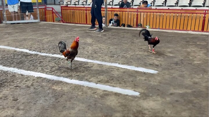 2hits Ulutan @LDB SPORTS ARENA- WW