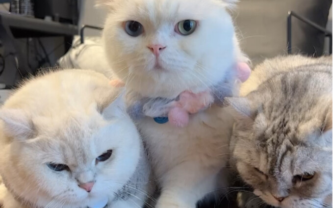 What type of kitty do you have at home?