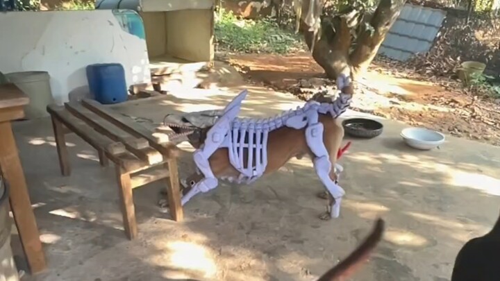Mengenakan perlengkapan lalu keluar mencari anjing untuk berkelahi, sangat ganas!