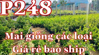 mai vàng p248 | 0822339788 Toàn | mai giống + mai chơi tết các loại - mai vàng giá rẻ